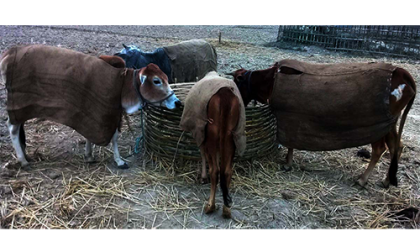 হিমশীতল বাতাসে দিনাজপুরসহ উত্তরাঞ্চলের গবাদিপশু গুলোও কাঁপছে