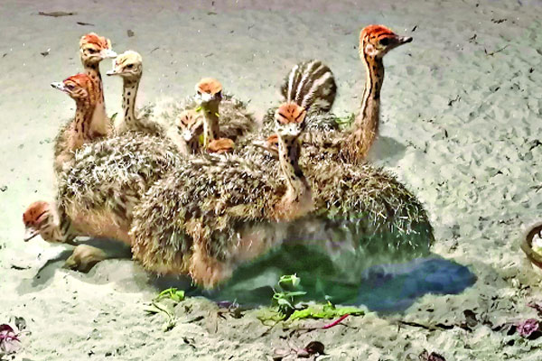 বঙ্গবন্ধু সাফারি পার্কে কৃত্রিমভাবে ফুটল উটপাখির ছানা