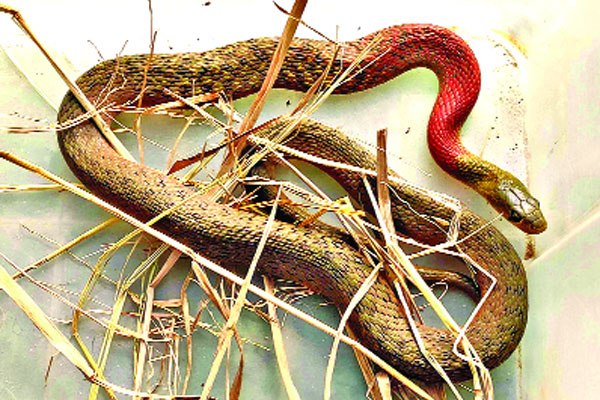 শ্রীমঙ্গলে বিষাক্ত লালগলা ঢোঁড়া উদ্ধার