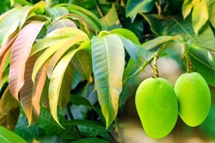 বাতের ব্যথা, শ্বাস কষ্ট, ব্লাড প্রেসার নিয়ন্ত্রণে রাখে আম পাতা