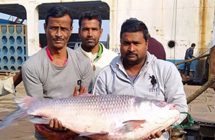 পদ্মায় জেলের জালে ২০ কেজির কাতল