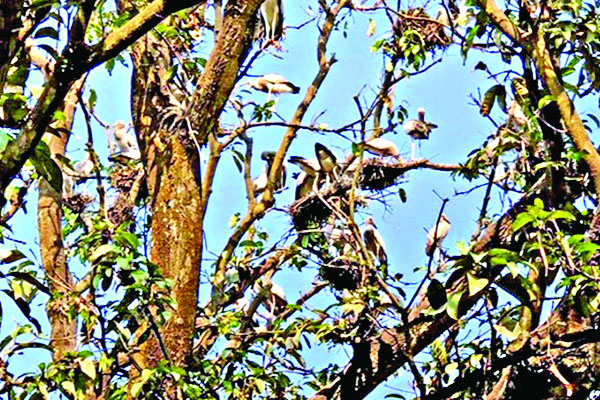 পাখির বাসার ভাড়া দিল সরকার