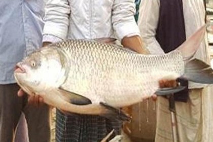 পদ্মায় ধরা পড়া কাতলের দাম ৪৬ হাজার টাকা!