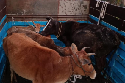 গরুর চালান ধরতে গিয়ে দুর্ঘটনার কবলে পুলিশের গাড়ি