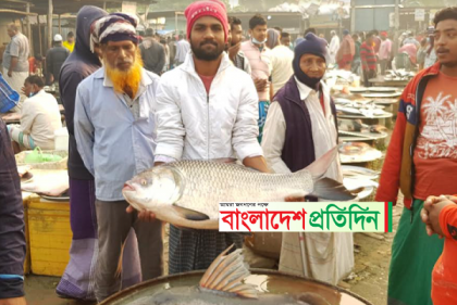 পদ্মার ২৯ কেজি ওজনের কাতলার দাম উঠলো ৪৬ হাজার টাকা