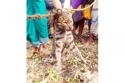 সিলেটের সেই মেছো বাঘ কুমিল্লা চিড়িয়াখানা থেকেও পালিয়েছে!