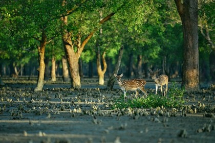 সুন্দরবনে রেড এলার্ট জারি 

