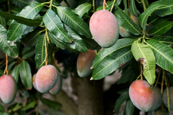 আম পাতার ৬ আশ্চর্য স্বাস্থ্যগুণ 