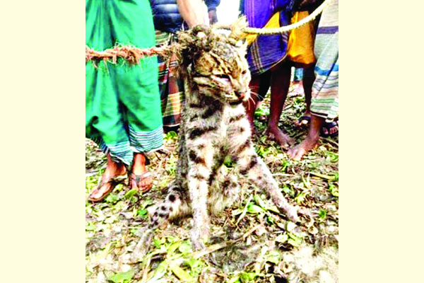 কুমিল্লা চিড়িয়াখানা থেকে পালাল বাঘ
