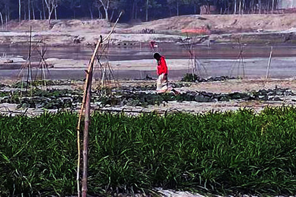 দিনাজপুরে নদীর চরে নেপিয়ার ঘাস ও সবজি চাষ 