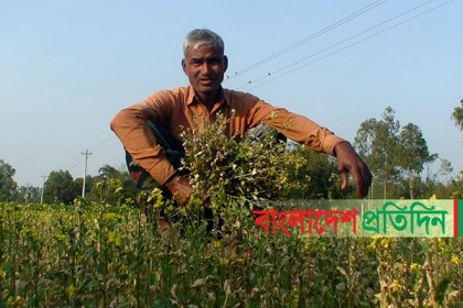 জমি নিয়ে বিরোধ; আগাছানাশক দিয়ে সরিষা ক্ষেত ধ্বংস!