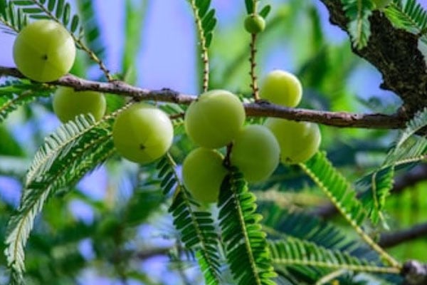 অতিরিক্ত আমলকি খাওয়ায় জটিলতা হতে পারে! 
 