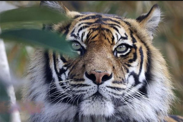 খাঁচা ছেড়ে পালালো বাঘ, নিহত চিড়িয়াখানাকর্মী 


