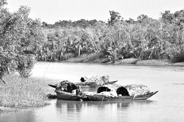 সুন্দরবনে বিষ ঢেলে মাছ নিধনের মহোৎসব