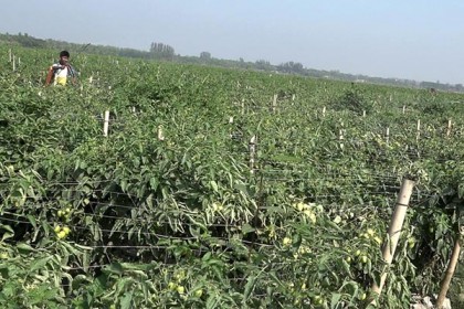 ভালো ফলনেও টমেটো চাষিদের মুখে হাসি নেই