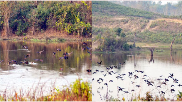 অতিথি পাখির কলকাকলিতে মুখরিত পাত্রখলা লেক

