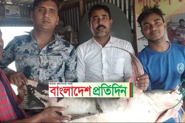 পদ্মায় ধরা পড়লো ৩০ কেজির বাঘাইড়, বিক্রি ৩৯ হাজার টাকায় 