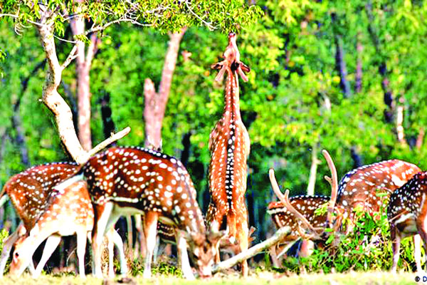 চট্টগ্রামের পাহাড়ে চিত্রা হরিণ