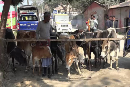 ফরিদপুর থেকে ডাকাতি হওয়া ১০টি গরু মানিকগঞ্জে উদ্ধার 