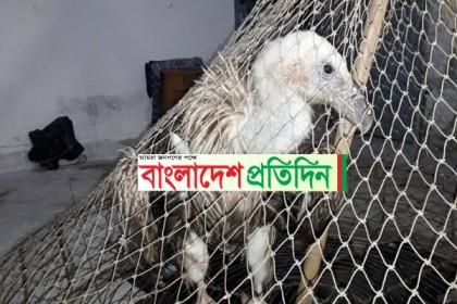 মাদারীপুরে দেশীয় বিলুপ্তি প্রজাতির শকুন উদ্ধার