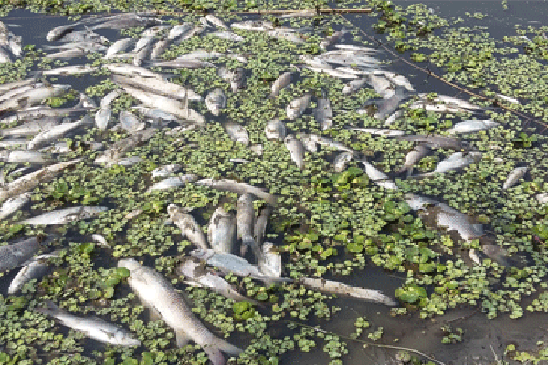 লালপুরে বিষ প্রয়োগে মাছ নিধন