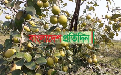 কুমিল্লার মাঠে "লাল সুন্দরী"র নৃত্য