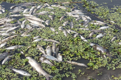 লালপুরে বিষ প্রয়োগে মাছ নিধন