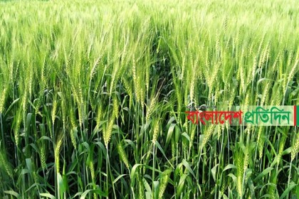 নওগাঁর বিস্তীর্ণ মাঠজুড়ে সবুজের ঢেউ, দুলছে কৃষকের স্বপ্ন