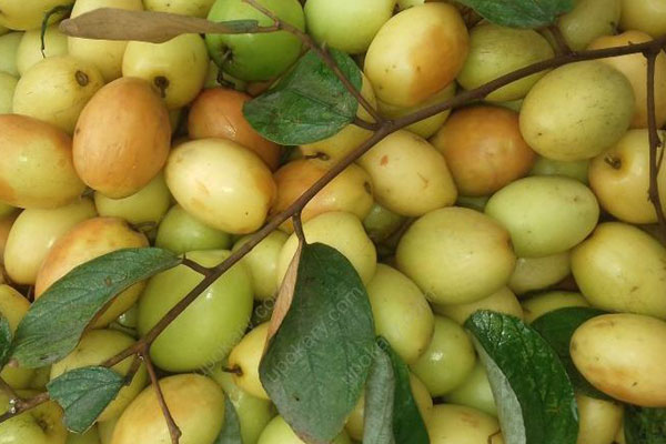 চির তারুণ্য ধরে রাখে বরই 