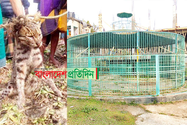 কুমিল্লা চিড়িয়াখানা থেকে পালানো সেই বাঘ উদ্ধার 