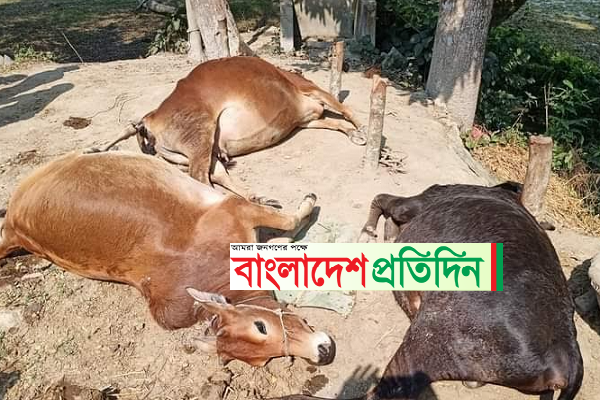 কেন্দুয়ায় অতিরিক্ত খাবার খেয়ে কৃষকের ৩ গরুর মৃত্যু 