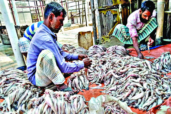 স্বাস্থ্যঝুঁকি নিয়ে শুঁটকি প্রক্রিয়াকরণ কক্সবাজারে
