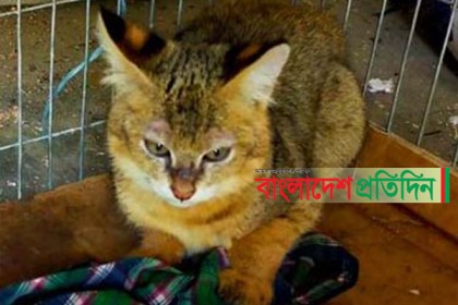 উদ্ধার হওয়া বাঘটি কুমিল্লা চিড়িয়াখানার নয়!