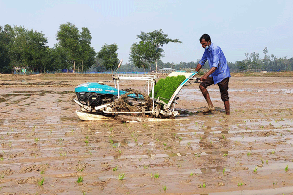সমলয় পদ্ধতিতে ধান চাষ