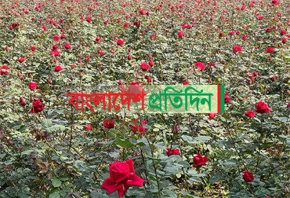 ভালোবাসা দিবস উপলক্ষে ব্যস্ত সময় পার করছে সাভারের ফুল চাষিরা