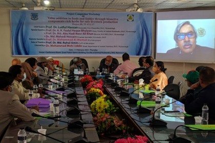 ‘দুধের পুষ্টিমান বাড়াবে ওষুধি ঘাসের মিশ্রণ’