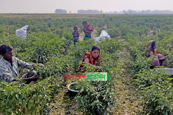 যমুনার ধুধু চরে জেগেছে সবুজের বনভূমি