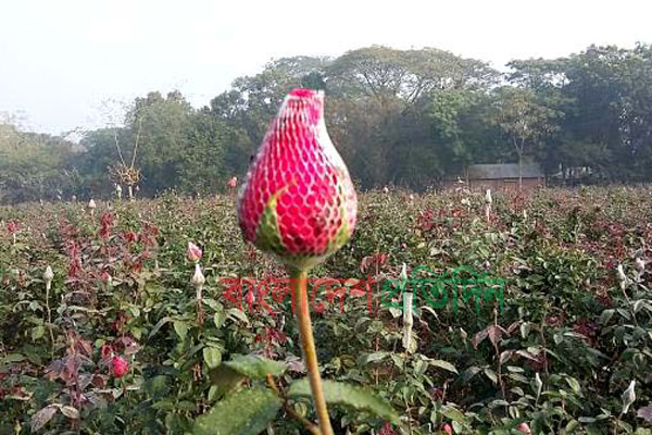 ৩৫ কোটি টাকার ফুলের বাজার ধরতে ব্যস্ত যশোরের চাষিরা