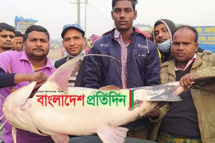 পদ্মায় ধরা পড়ল ৩৪ কেজির বাঘাইড়