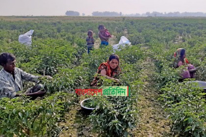 যমুনার ধুধু চরে জেগেছে সবুজের বনভূমি