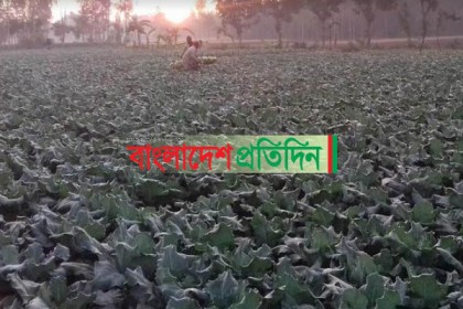 কুড়িগ্রামে সবজির বাম্পার ফলন, তবুও কৃষকরা হতাশ