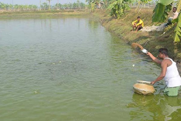 পুকুরে বিষ কিংবা মড়ক থেকে মাছ রক্ষার উপায় 

