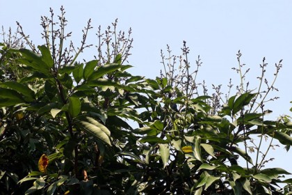 দিনাজপুরে লিচুর গাছে গাছে মুকুলের সমারোহ 