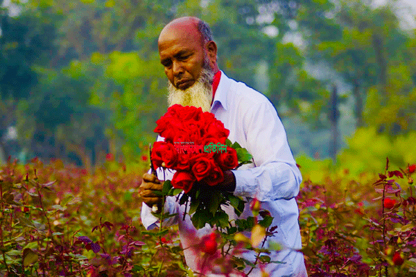 সাভারে যার হাত ধরে জঙ্গল থেকে এখন গোলাপের  গ্রাম 