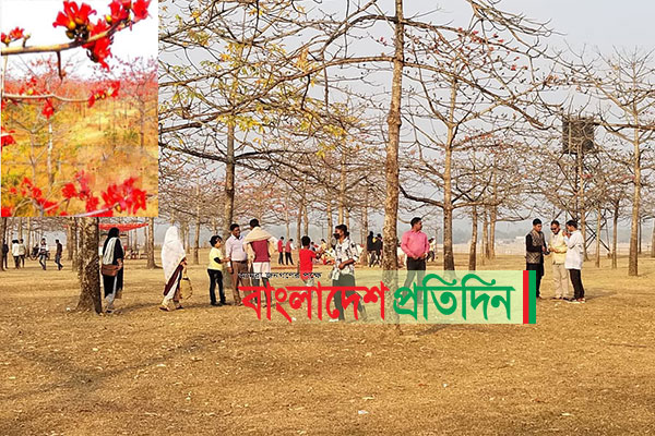 তাহিরপুরে ফাগুনে ফুটেছে শিমুল ফুল, উপচে পড়া ভিড় পর্যটকদের 

