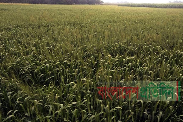 দেশে এবার গম চাষে লক্ষ্যমাত্রা ছাড়িয়েছে