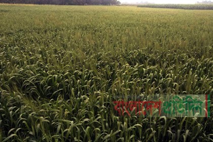 দেশে এবার গম চাষে লক্ষ্যমাত্রা ছাড়িয়েছে