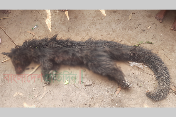 কবর খুঁড়ে লাশ খাওয়ার অজুহাতে পিটিয়ে মারা হলো প্রাণীটিকে