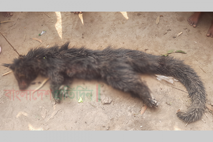 কবর খুঁড়ে লাশ খাওয়ার অজুহাতে পিটিয়ে মারা হলো প্রাণীটিকে