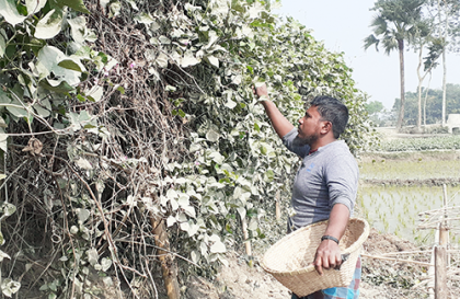 দুই কিলোমিটার সড়ক জুড়ে শিম চাষ
